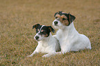 Parson Russell Terrier and Jack Russell Terrier