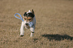 playing Parson Russell Terrier