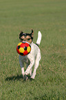 playing Parson Russell Terrier