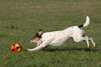 playing Parson Russell Terrier