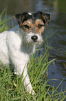 Parson Russell Terrier on the lake