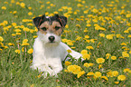 Parson Russell Terrier in flower field