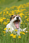 Parson Russell Terrier in flower field