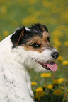 Parson Russell Terrier Portrait