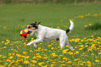 playing Parson Russell Terrier