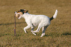 playing Parson Russell Terrier