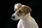 Parson Russell Terrier