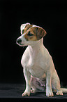 Parson Russell Terrier