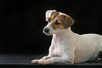 Parson Russell Terrier