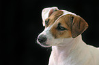 Parson Russell Terrier