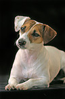 Parson Russell Terrier