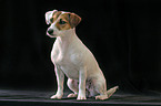 Parson Russell Terrier