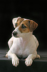 Parson Russell Terrier