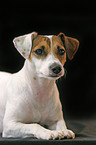 Parson Russell Terrier