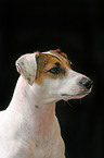 Parson Russell Terrier