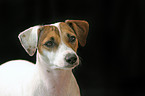 Parson Russell Terrier