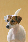 Parson Russell Terrier