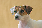 Parson Russell Terrier