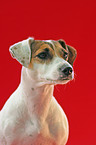 Parson Russell Terrier