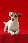 Parson Russell Terrier