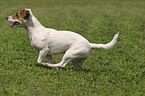 Parson Russell Terrier