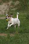 running Parson Russell Terrier