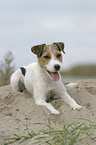 lying Parson Russell Terrier