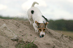 Parson Russell Terrier