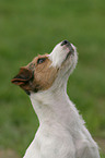 Parson Russell Terrier Portrait