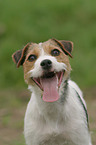 Parson Russell Terrier Portrait