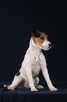 sitting Parson Russell Terrier