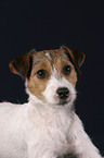 Parson Russell Terrier Portrait