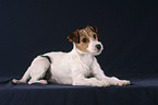 lying Parson Russell Terrier