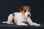 lying Parson Russell Terrier