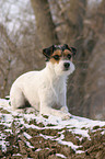 lying Parson Russell Terrier