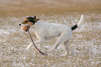 playing Parson Russell Terrier