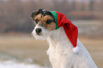 Parson Russell Terrier with Santa Claus cap