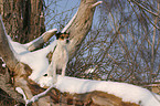 Parson Russell Terrier in the snow