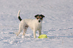 Parson Russell Terrier in the snow