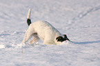 Parson Russell Terrier is digging in the snow