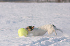 Parson Russell Terrier plays in the snow