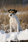 Parson Russell Terrier in the snow