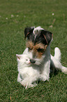 dog and cat