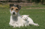 dog and cat