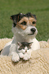 dog and cat