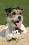 dog and cat