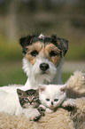 dog and cats