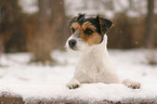 Parson Russell Terrier in winter