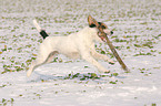 Parson Russell Terrier plays in the snow