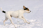 running Parson Russell Terrier